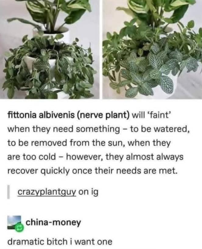 hilarious meme comparing two photos of a Fittonia nerve plant—one completely wilted and "fainting," and one standing tall—with a Tumblr comment declaring it a "dramatic b*tch."