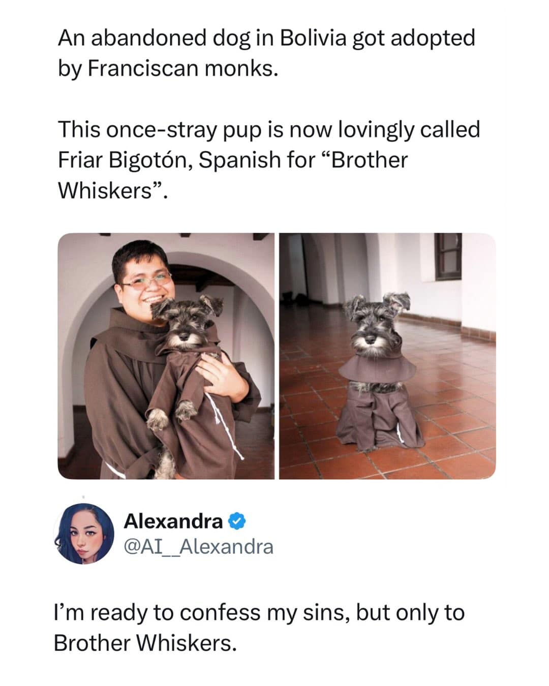 A heartwarming social media clipping details a stray dog in Bolivia adopted by Franciscan monks named Friar Bigotón, which becomes a viral funny meme when a user jokes about only confessing sins to "Brother Whiskers."