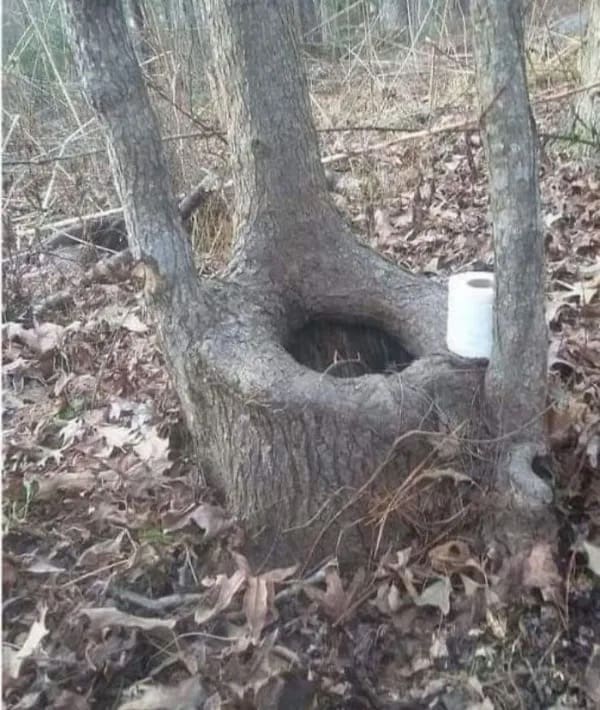 A funny outdoor photography find finishes this segment of the meme dump, showcasing a tree trunk in the woods that naturally grew a hollow circular opening resembling a toilet seat, complete with a real roll of toilet paper resting on the edge.