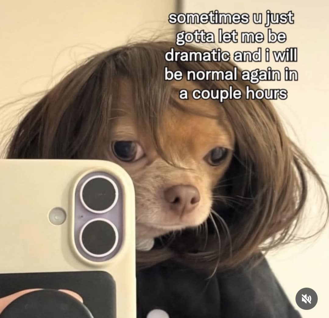 dramatic meme dump visual of a tiny chihuahua wearing a luxurious brown bob wig while staring into a mirror, with text about needing a few hours to be dramatic.