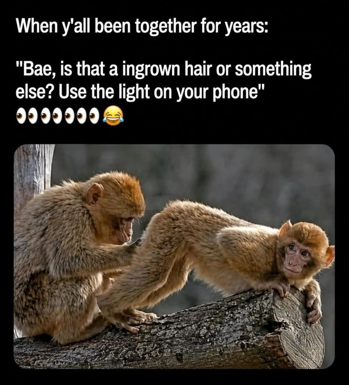 Two wild macaque monkeys grooming on a log illustrate a highly relatable relationship meme about a long-term partner checking for an ingrown hair using their phone's flashlight.