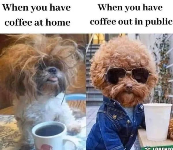 A side-by-side comparison contrasts a scruffy, disheveled dog drinking coffee at home against a highly groomed toy poodle wearing aviator sunglasses and a denim jacket in public, anchoring a popular entry in this meme dump.