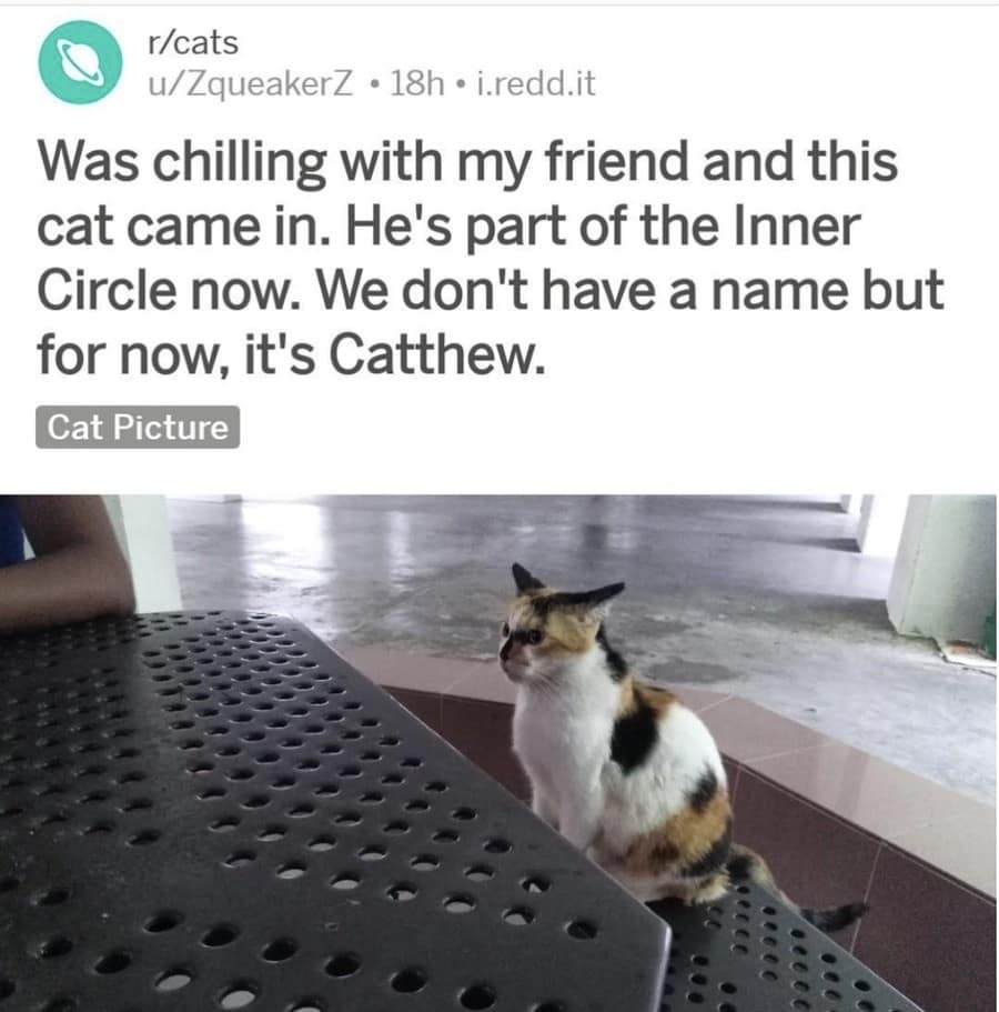 A calico cat sitting at a metal table is dubbed Catthew in this wholesome and funny meme.