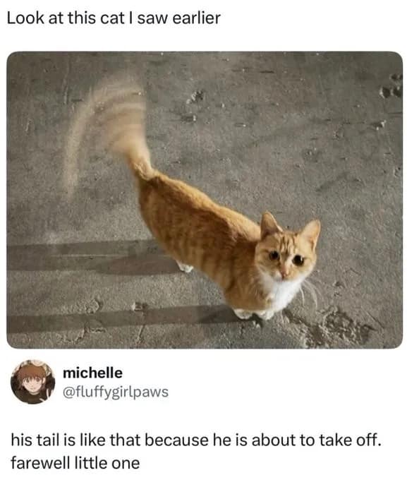 An orange tabby cat captured with its tail spinning like a blurry helicopter propeller goes viral on social media, prompting jokes about the pet preparing for an immediate vertical takeoff.