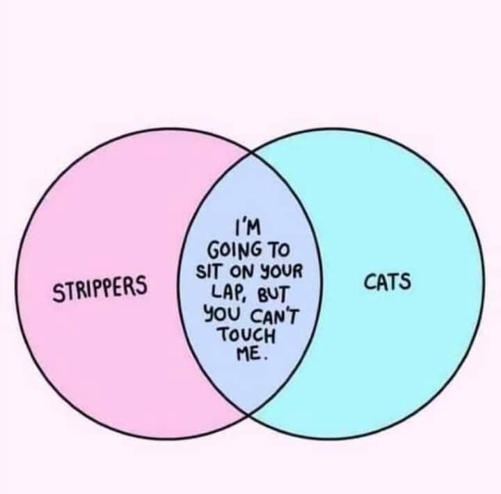 A simple but effective hilarious meme Venn diagram comparing "Strippers" and "Cats," with the overlapping center region reading: "I’m going to sit on your lap, but you can’t touch me."