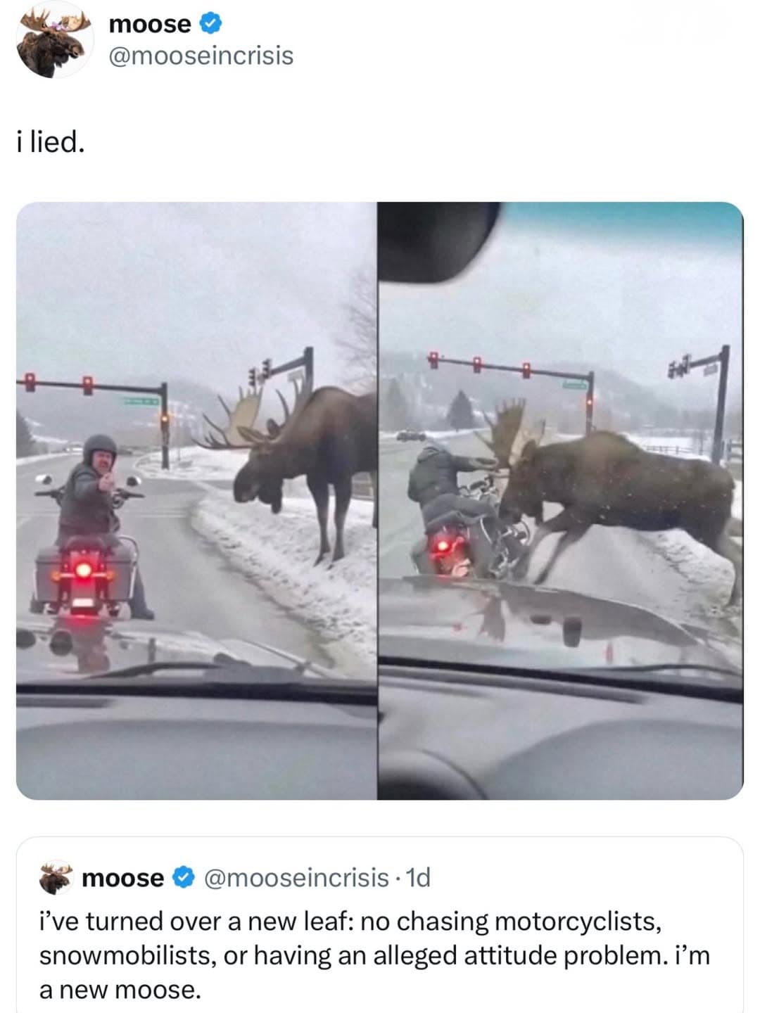 A dramatic two-panel dashcam photo tracks a giant moose tackling a motorcyclist who flipped it off, paired with an ironic social media apology from a parody animal account.