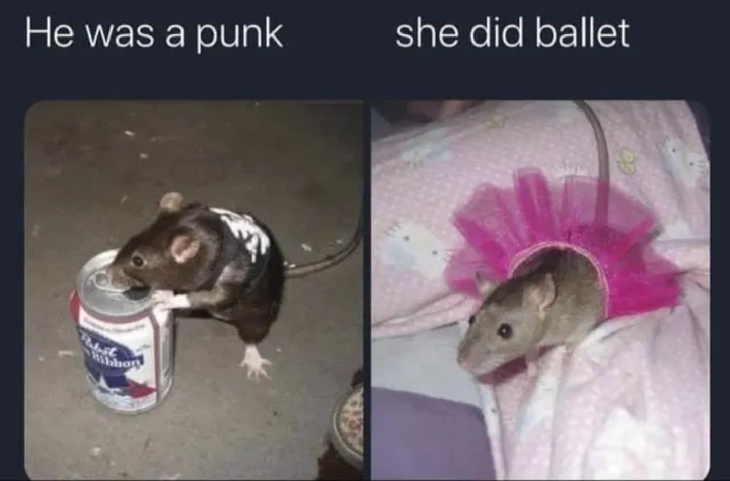 meme dump featuring a two-panel parody of Avril Lavigne's "Sk8er Boi." The left side shows a rat in a punk vest on a beer can ("He was a punk"), and the right side shows a rat in a tiny pink tutu ("she did ballet").