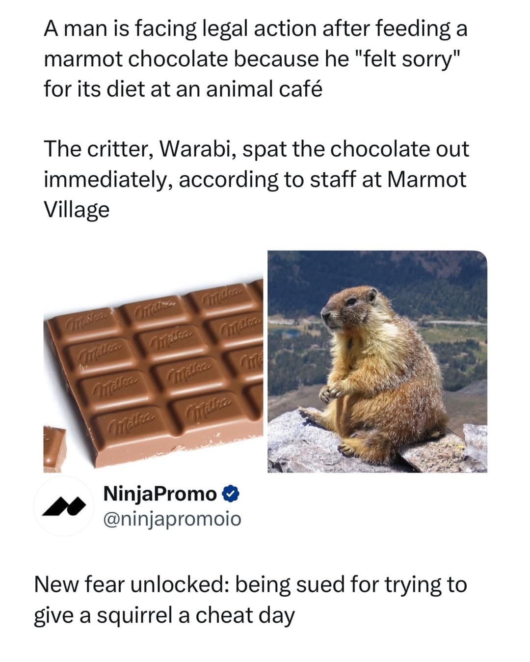 A news clipping featured in an online meme dump shows an alpine marmot next to a bar of Milka chocolate, documenting a legal threat against a tourist who tried to give a wild animal an unauthorized cheat day.