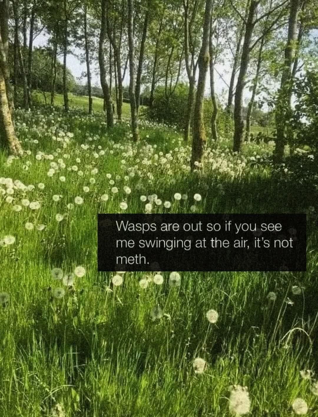 A grainy photo of a sunny field full of dandelions and trees. The overlaid text explains that if you see someone swinging at the air, they aren't on meth; they're just dealing with the return of wasp season.