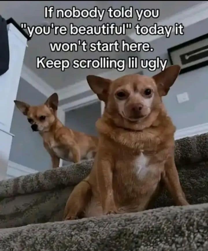 Two grumpy-looking Chihuahuas on a staircase in a meme dump entry that tells the viewer to keep scrolling because they aren't getting a compliment here.