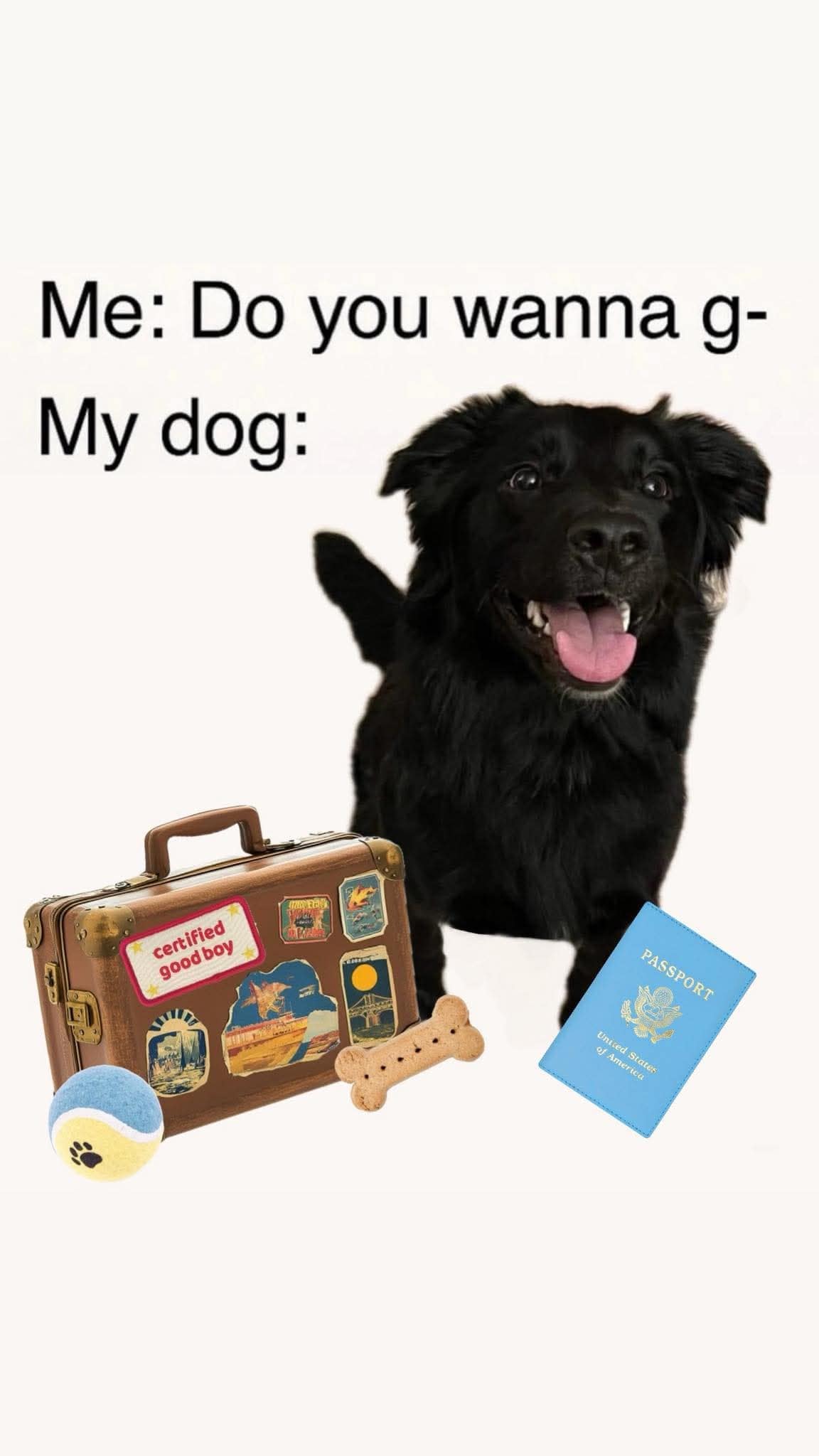 dog meme featuring an excited black pup next to a suitcase labeled "certified good boy," a tennis ball, a treat, and a blue US passport, showing how ready he is to go anywhere.