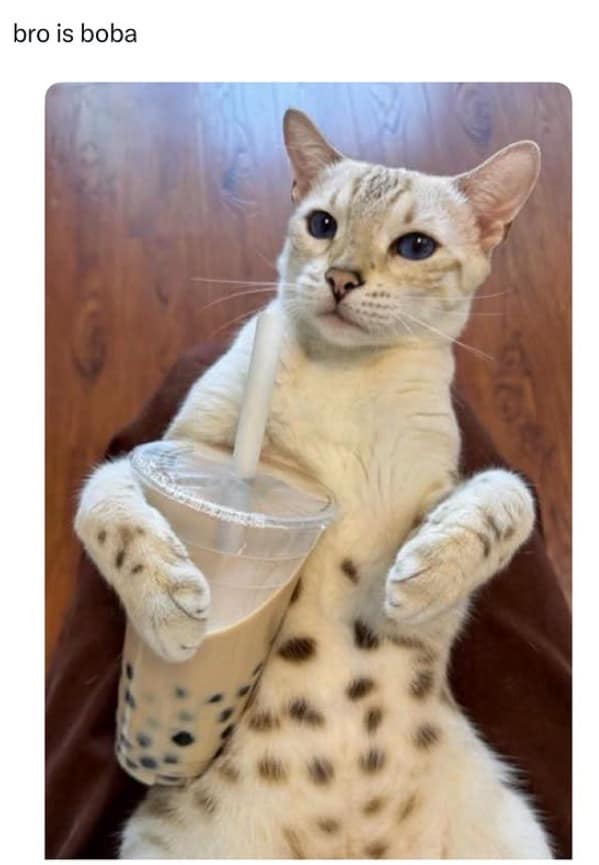 A beautiful spotted white cat lies comfortably on its back holding a large plastic cup of brown boba milk tea with a white straw between its paws, trending across social media as a cute and hilarious meme.