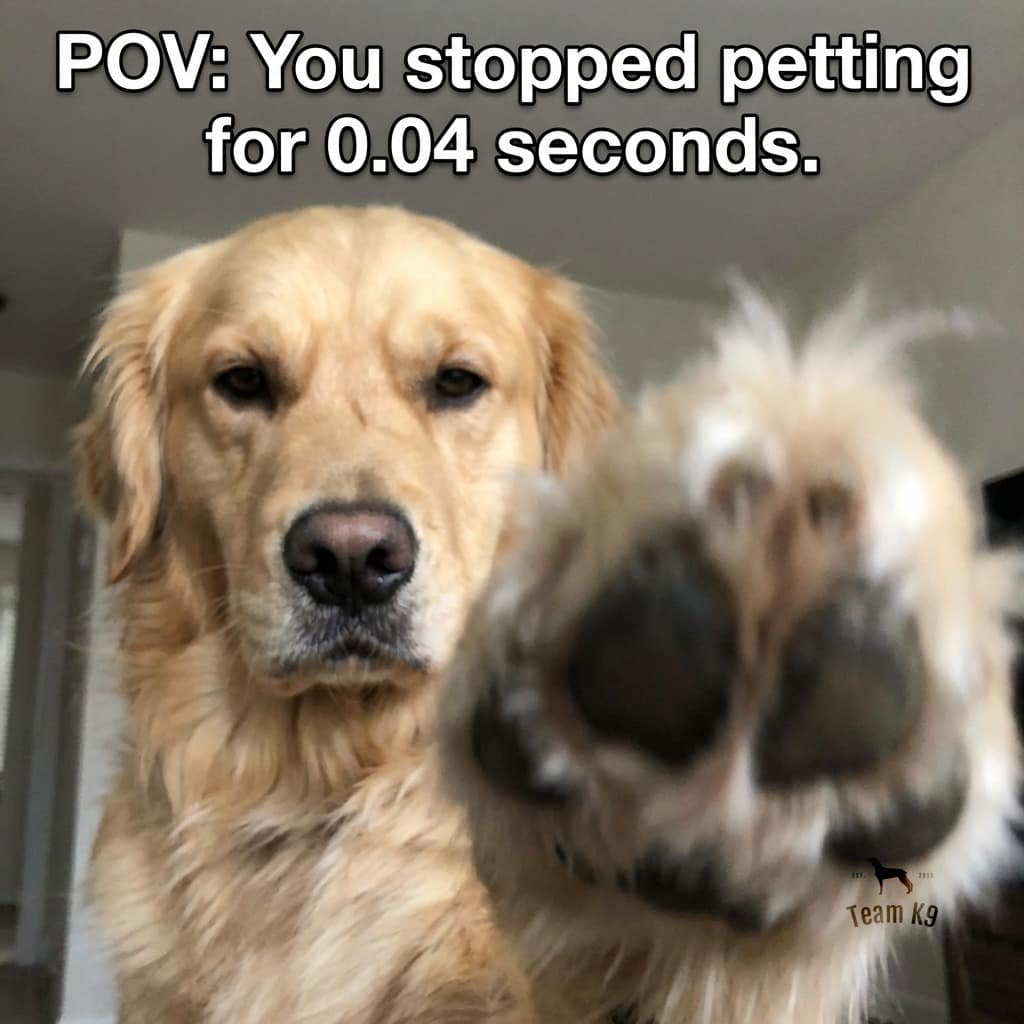 A POV funny meme of a golden retriever aggressively pushing its paw toward the camera because the human stopped petting it for 0.04 seconds.