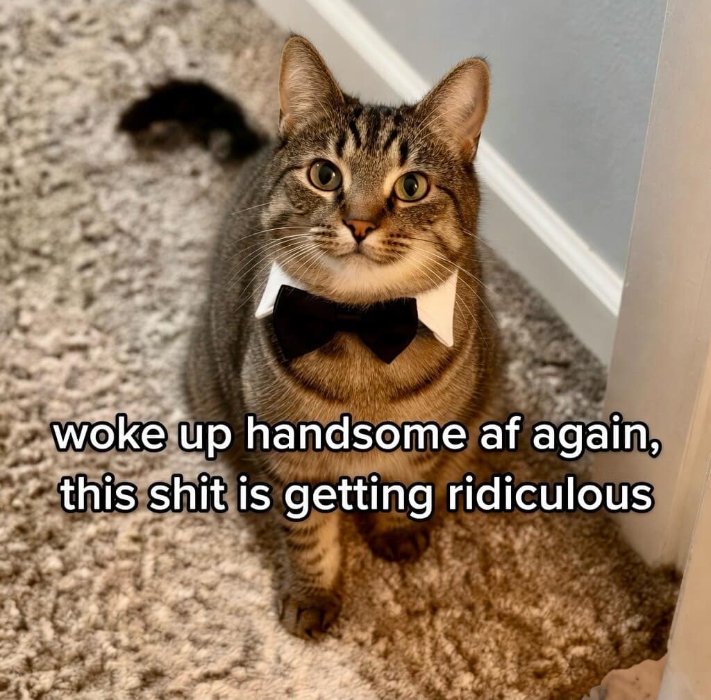 A sharp funny meme of a dapper tabby cat wearing a formal white collar and black bowtie, staring into the camera with absolute confidence.
