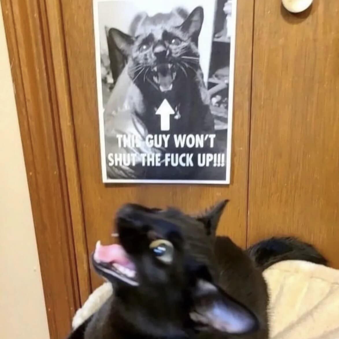 A hilarious funny meme featuring a black cat screaming in the foreground while sitting directly beneath a printed poster of its own face that screams in all caps: "THIS GUY WON'T SHUT THE F*CK UP!!!"