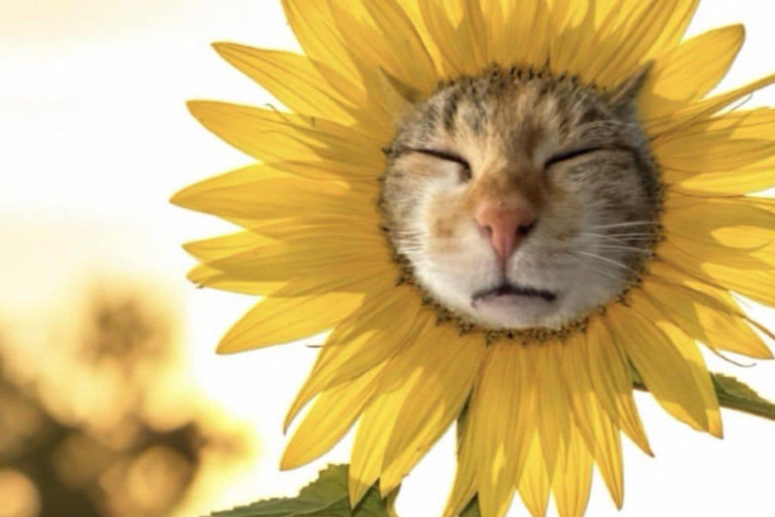 A meme dump representing the peak of 2026 digital absurdity, featuring Saul Goodman arguing for a "risk it for the biscuit" legal defense, a cat's face blooming inside a yellow sunflower, and an unhinged AliExpress store selling "Osama Zynladen" shirts and Charlie Kirk screaming-face underwear.