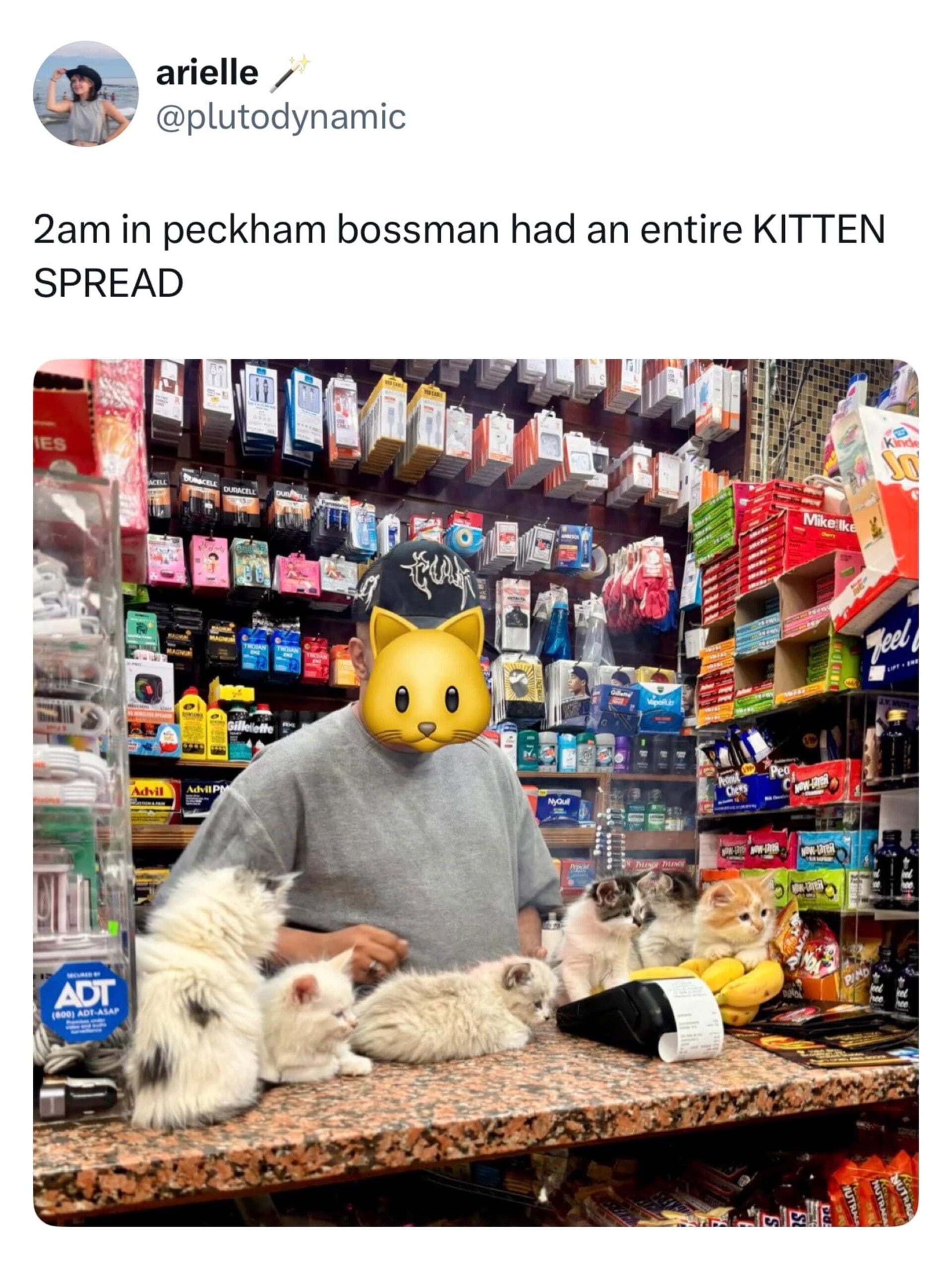 Local convenience store counter filled with multiple fluffy kittens sitting next to a card reader.