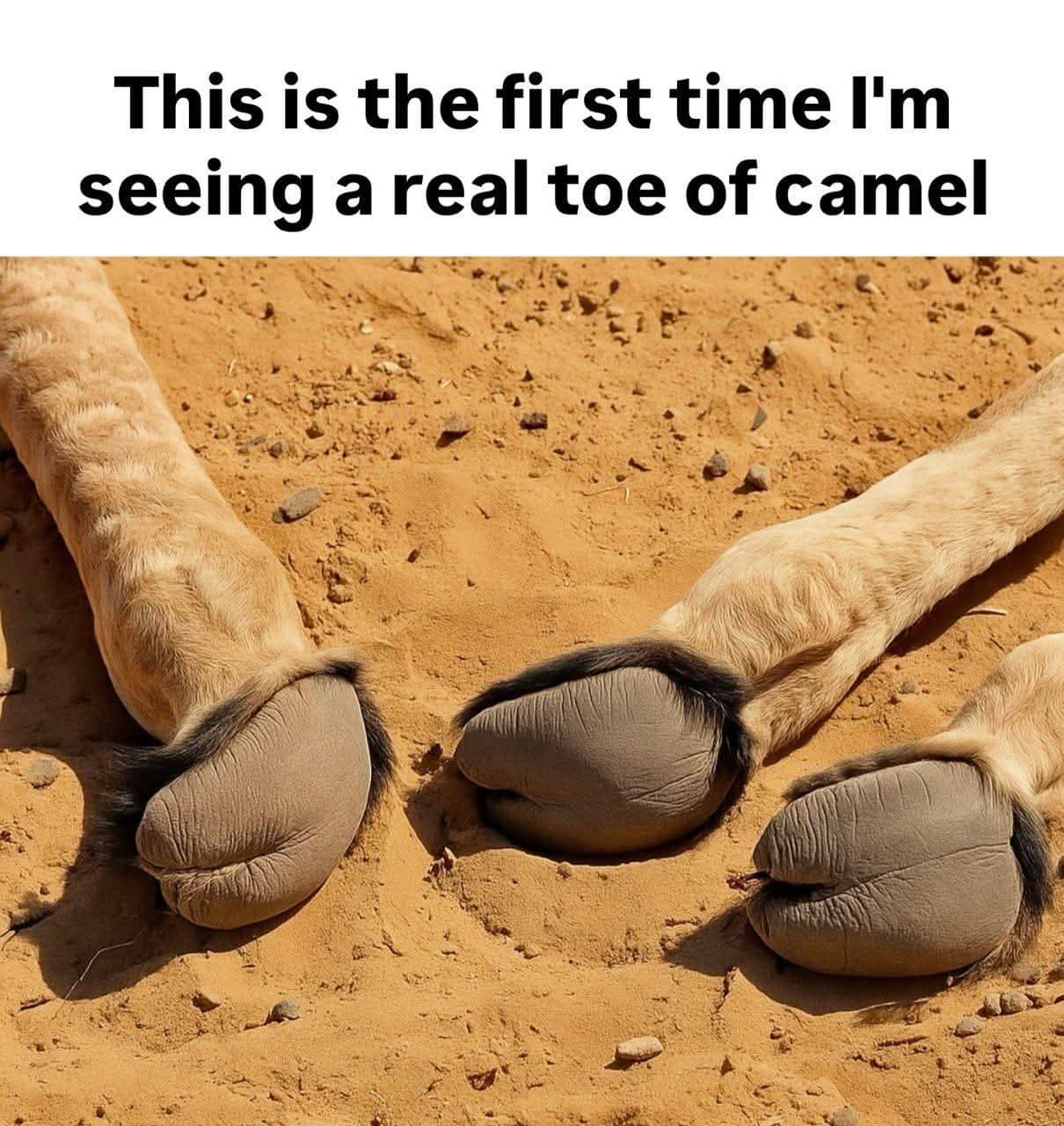Close up photography of real camel toes in the sand with humorous literal caption.