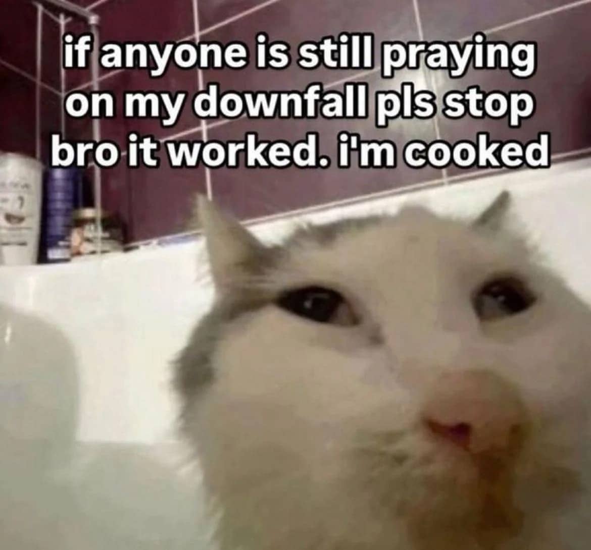 Sad white cat meme with text asking people to stop praying on their downfall.