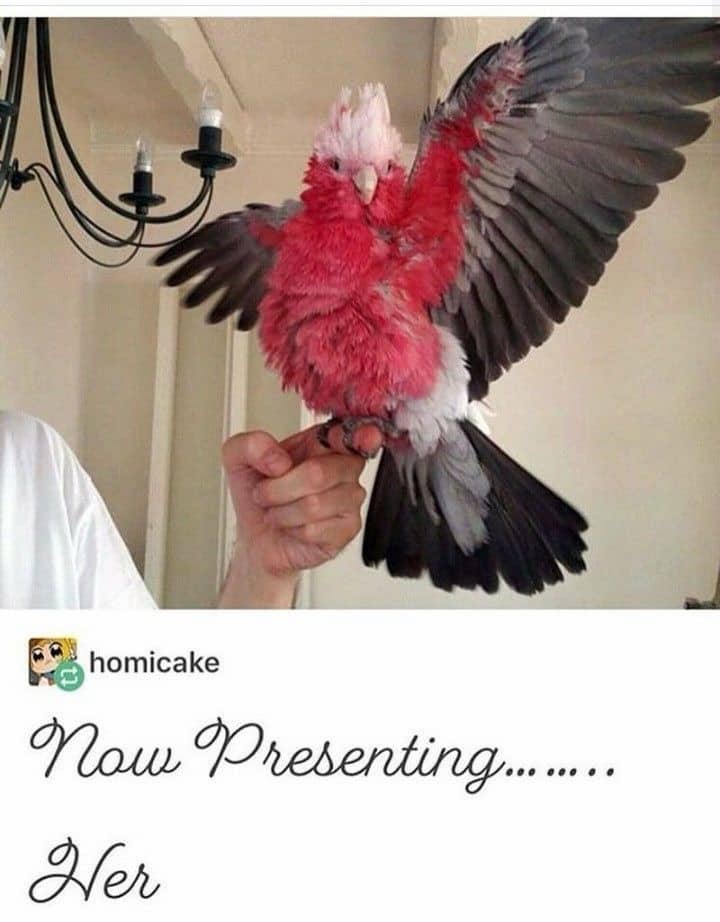 Tumblr post featuring a majestic pink and grey galah parrot perched on a person's hand.
