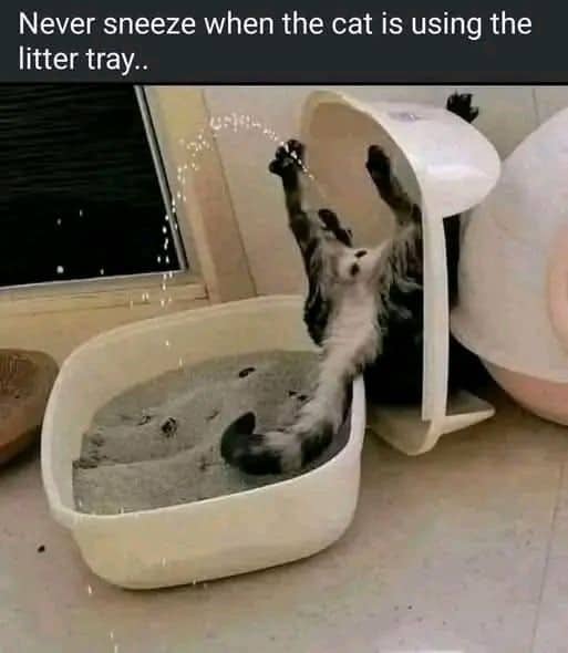 Chaos meme showing a cat panicking and mid-air inside an overturned plastic litter box tray.