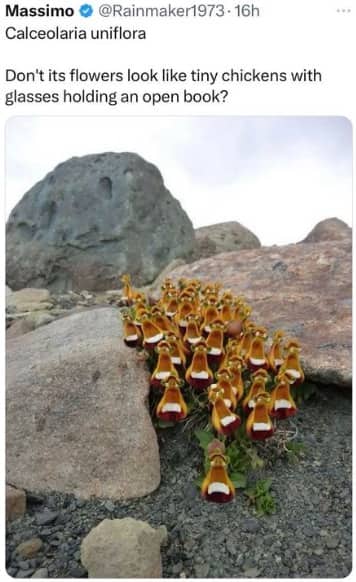 Calceolaria uniflora flowers that naturally look like tiny orange chickens wearing glasses and holding white open books.