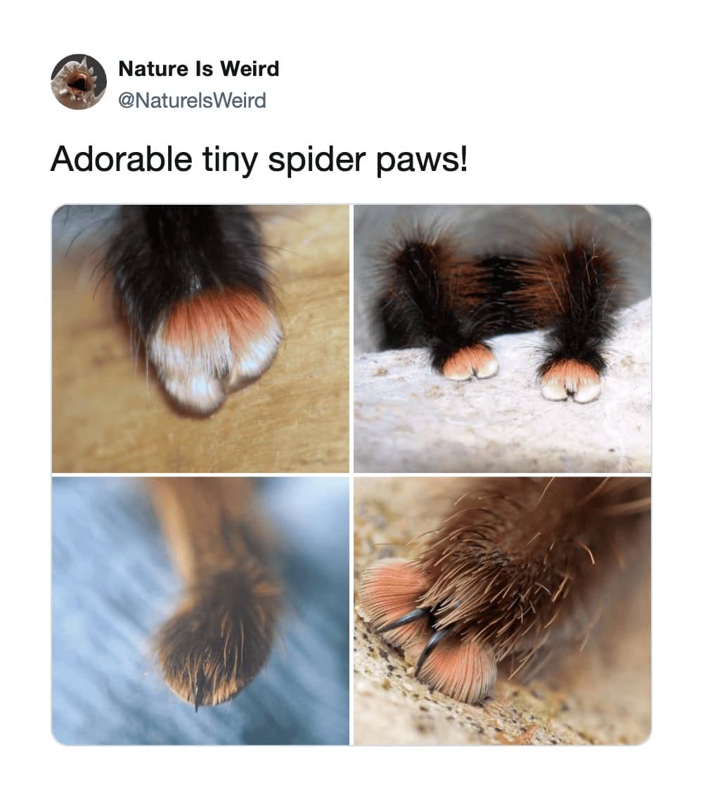 Nature Is Weird Twitter post showcasing tarantula paws with pink, white, and black fur.