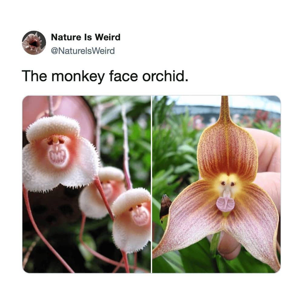 Nature Is Weird tweet showing two photos of a monkey face orchid, one with fuzzy and one with streaked petals.