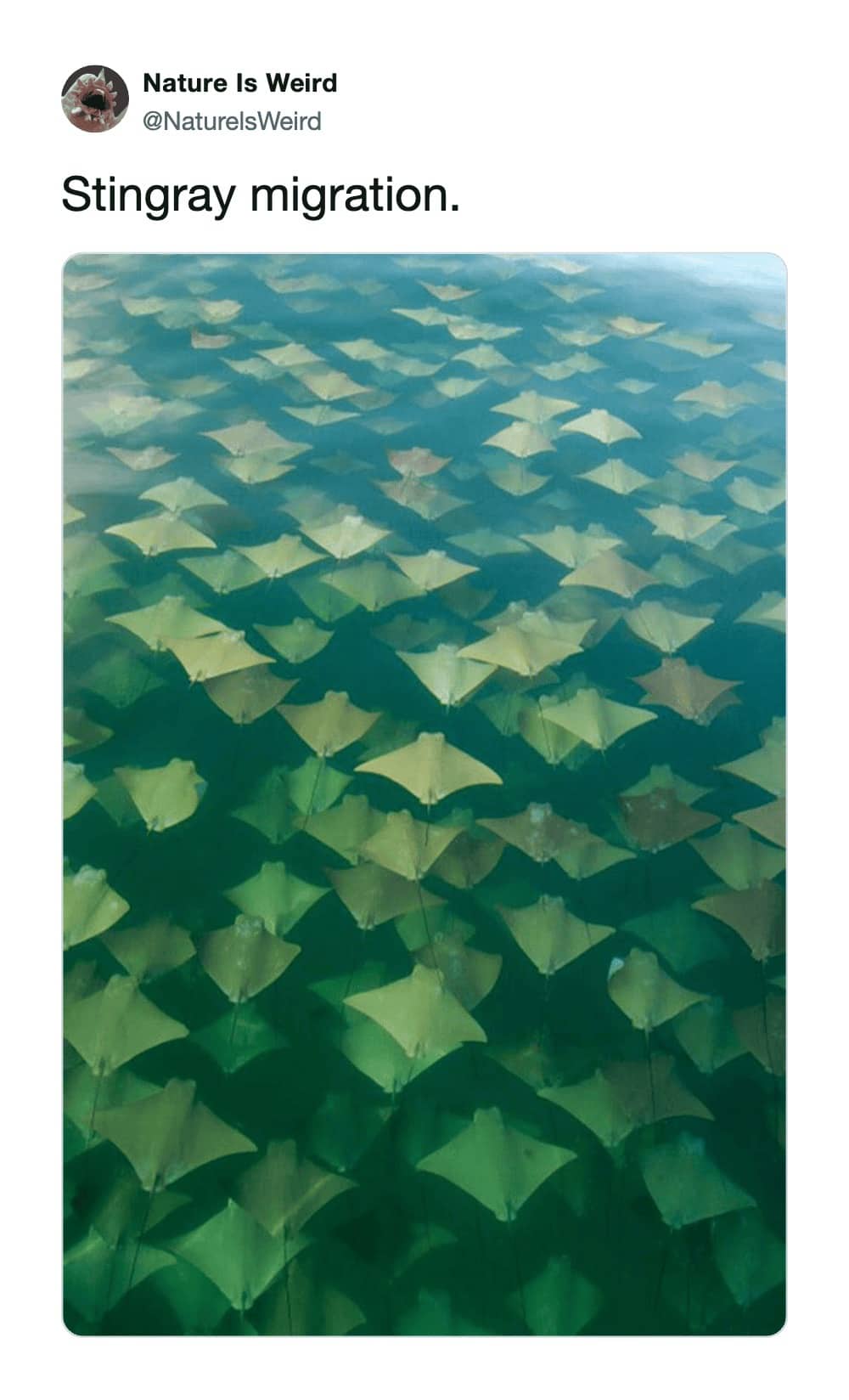 Nature Is Weird tweet featuring a large school of yellow cownose stingrays migrating in ocean water.