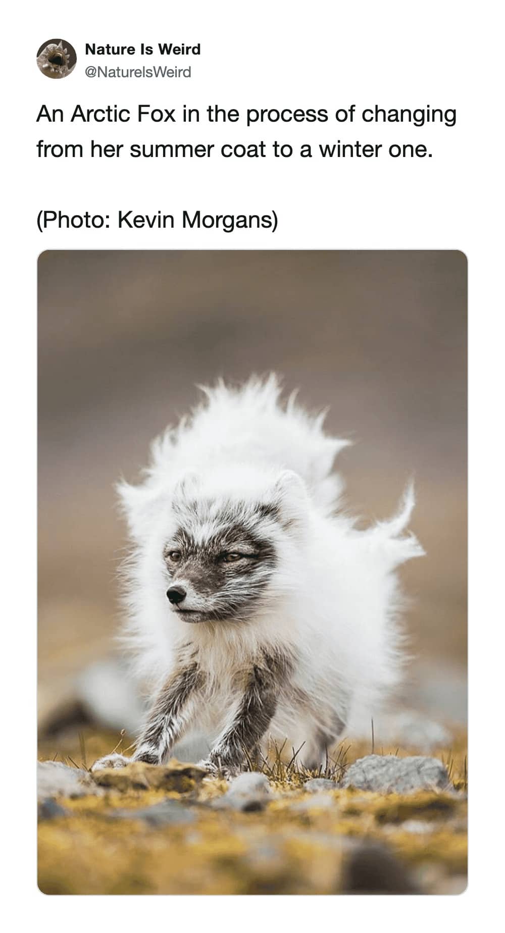 Nature Is Weird post with a photo of a molting Arctic Fox with patched white and grey fur.