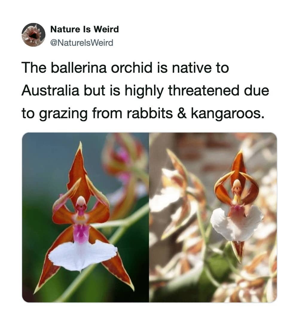 Nature Is Weird tweet showing two photos of a rare ballerina orchid in bloom.