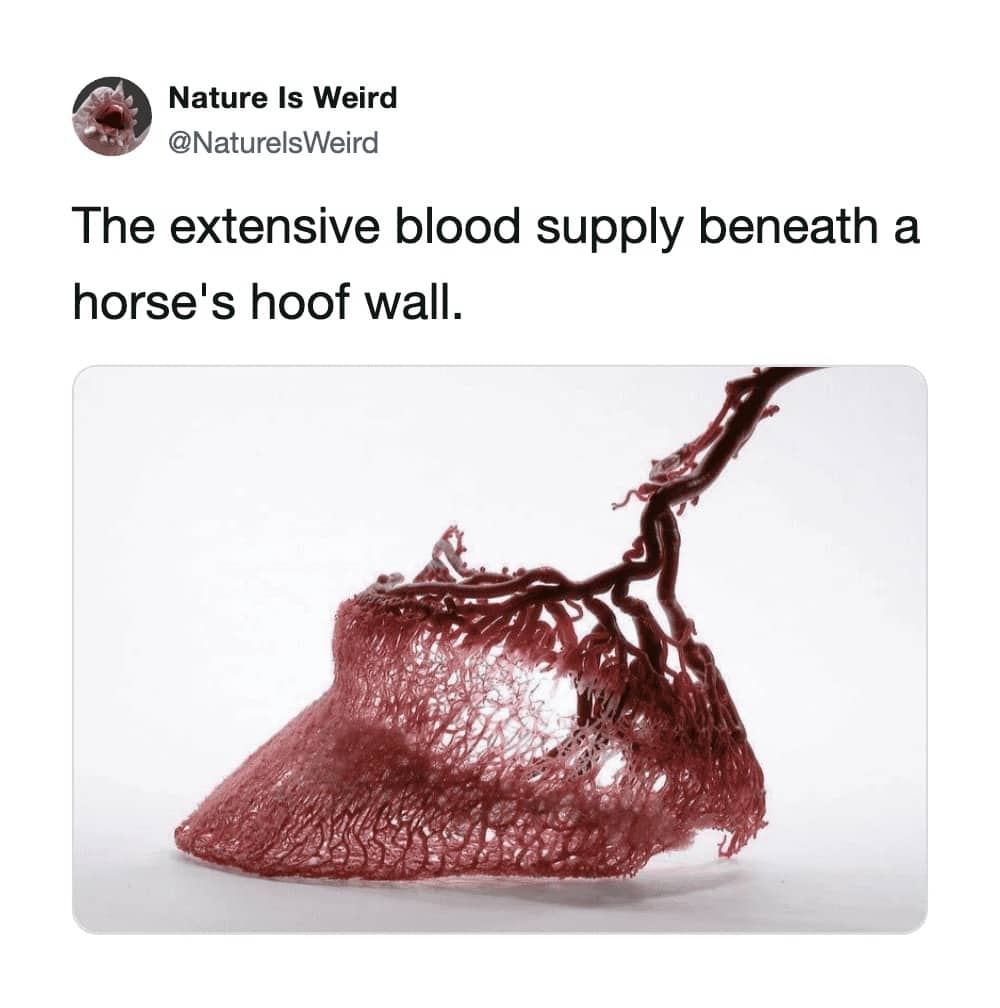 Nature Is Weird post with a detailed anatomical photo of the extensive blood supply of a horse hoof.