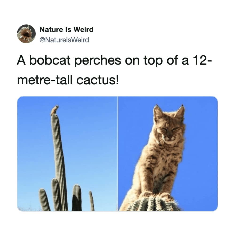 Nature Is Weird post with a wide and a close-up photo of a bobcat on top of a 12-meter cactus.