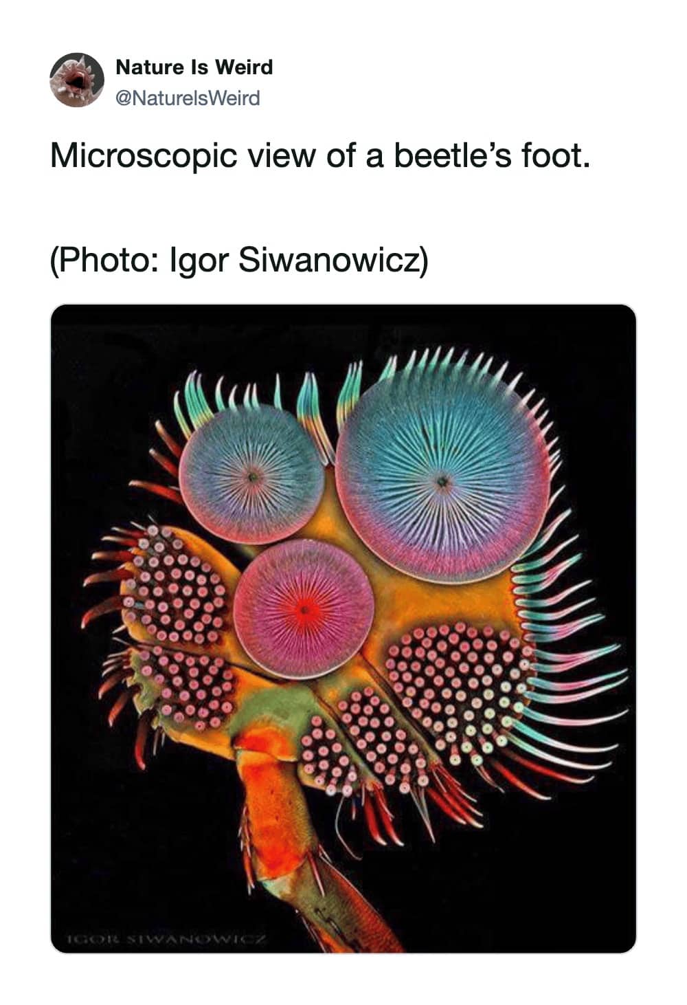 Nature Is Weird tweet featuring a microscopic close-up of a beetle's iridescent foot.