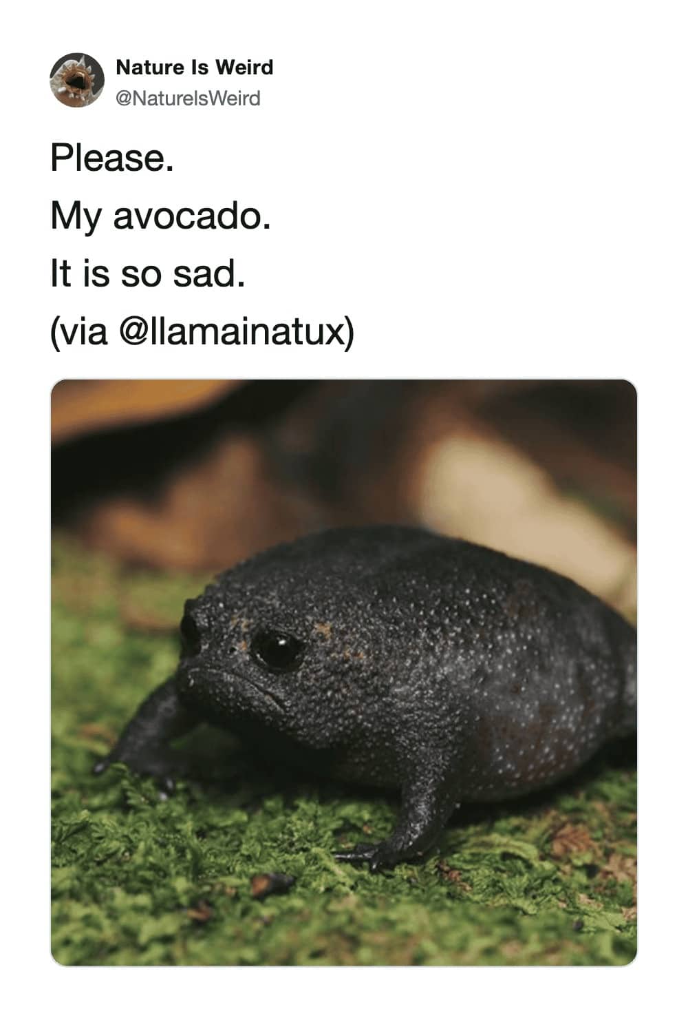 Nature Is Weird post with a humorous close-up of a black, sad-looking rain frog on moss.