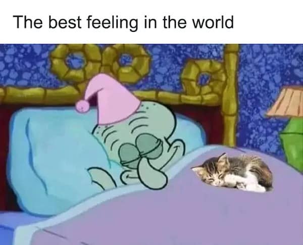 A heartwarming pet meme adapts the classic Squidward sleeping template, showing him grinning peacefully under the covers with a tiny edited-in tabby kitten curled up fast asleep next to him under the header "The best feeling in the world."