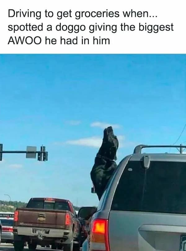 A high-energy traveling pet meme captures a black dog sticking its entire neck out of an SUV window in traffic, muzzle pointed directly at the sky to unleash a massive, full-throated howl.