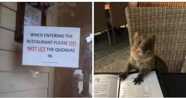 A split-panel pet meme contrasts an official restaurant window sign reading "WHEN ENTERING THE RESTAURANT PLEASE DO NOT LET THE QUOKKAS IN" with a photo of a fuzzy quokka sitting at a table reading a menu.