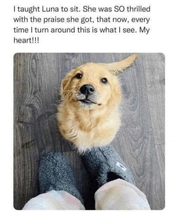 A heartwarming pet meme captures a first-person point-of-view of someone wearing fuzzy slippers while their adorable Golden Retriever puppy sits perfectly on their feet, gazing up with loving eyes.