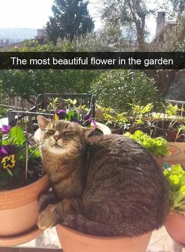 A cozy pet meme features a tabby cat completely content and curled up inside a terracotta flower pot on a sunlit garden balcony under the text, "The most beautiful flower in the garden."