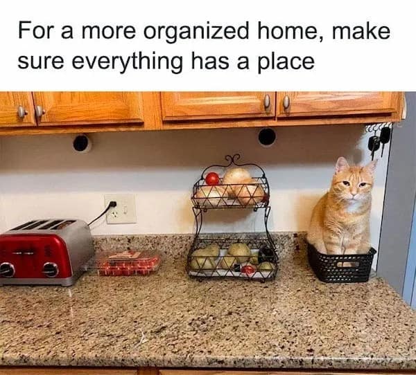 A funny home organization pet meme shows an orange tabby cat sitting perfectly tucked inside a small black plastic storage bin on a kitchen counter next to a fruit basket.