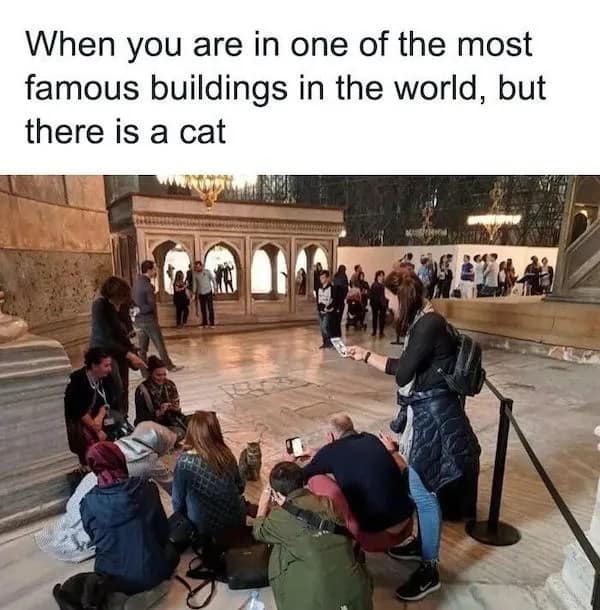 A viral tourism photograph functions as a humorous pet meme, showing a crowd of museum tourists inside a famous historical monument completely ignoring the architecture to gather around and photograph a stray cat.