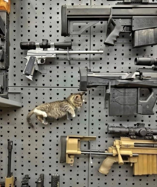 An ironic and unusual pet meme shows a tiny, lightweight tabby kitten hanging out and resting directly on a grey metal pegboard tool-storage display right between heavy tactical rifles and pistols.