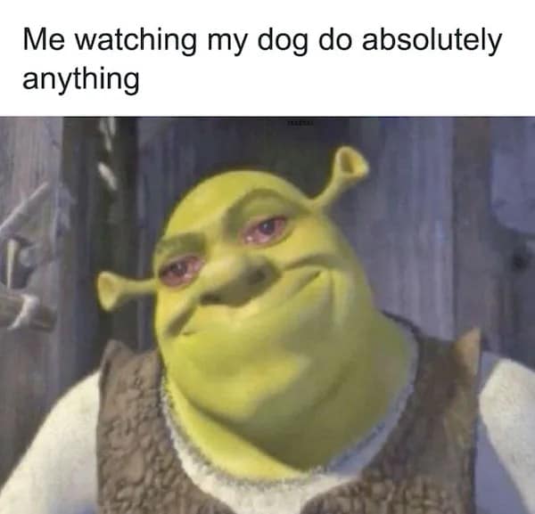 A deeply emotional pet meme showcases a close-up reaction frame of Shrek smiling with bloodshot, glassy, tearful eyes under the text overlay, "Me watching my dog do absolutely anything."