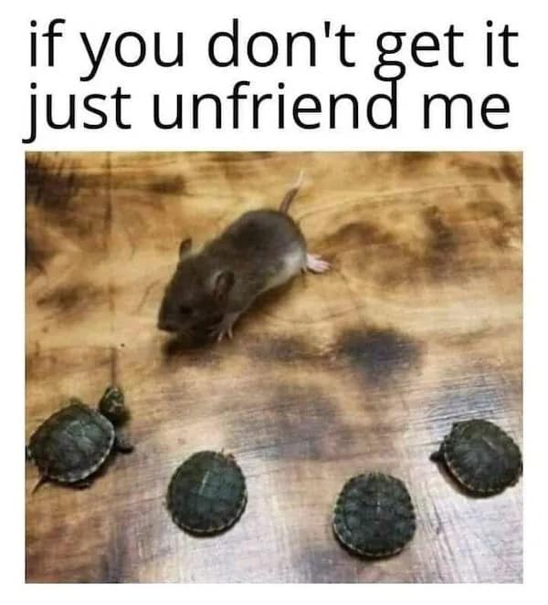 A clever pop-culture pet meme showcases a small live mouse facing four tiny baby turtles on a wooden floor, explicitly referencing Master Splinter and the Teenage Mutant Ninja Turtles with the caption "if you don't get it just unfriend me."