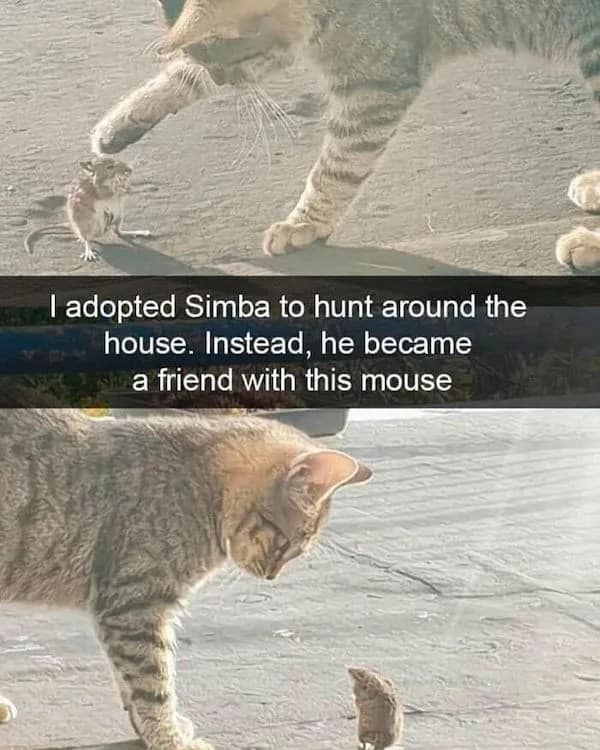 A heartwarming two-panel pet meme features a Snapchat screenshot tracking a domestic tabby cat named Simba who, instead of hunting around the house, has completely befriended a small wild mouse out on the pavement.