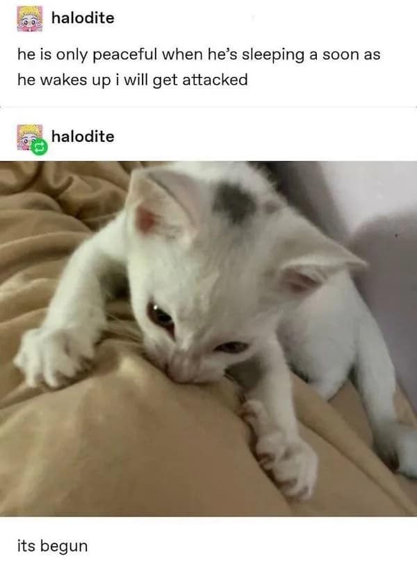 chaotic Tumblr screenshot serves as a fun pet meme, pairing a user's warning about getting instantly ambushed upon their pet waking up with a photo of a tiny white kitten aggressively digging its sharp claws into a beige blanket.