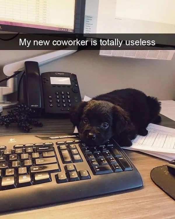 A cute workplace pet meme features a tiny black puppy resting its chin lazily on top of a desktop computer keyboard next to a landline office phone under the caption, "My new coworker is totally useless."