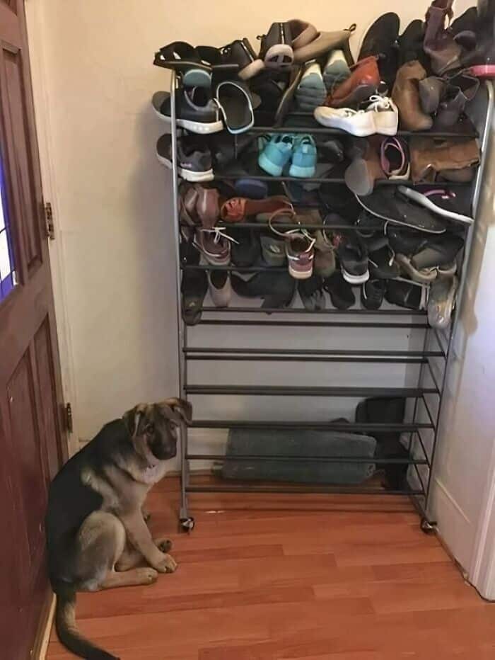 A guilty-looking German Shepherd puppy sits next to a shoe rack overflowing with sneakers and boots.