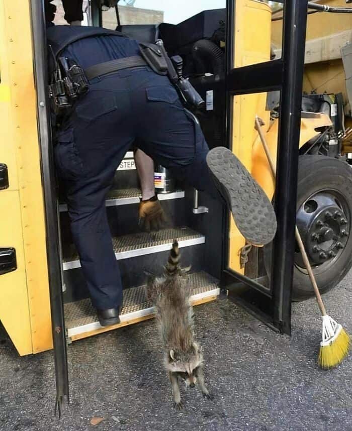 A police officer climbs into a school bus as a raccoon scampers out the door.